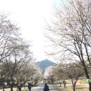 주천면 벚꽃길 이미지