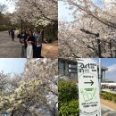 오름새 | 4월 서울 벚꽃 명소 국립극장 남산벚꽃길 아트인시리즈 행사까지