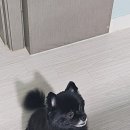 멍멍당 이미지