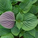 새봄이야 이미지