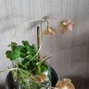 오리자 Daum카페