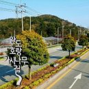 완도호랑가시나무 가로수길 | 완도 가볼만한 곳/ 완도 난대림 수목원/가시가 안보이는 완도호랑가시나무는 완도에서 발견된 자연...