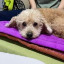 펫120 | 강아지콘드로이친 알러지 걱정 없는 아큐펫 조인트 세심한 블루베리 급여 후기