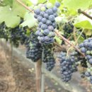 박사골농장 이미지