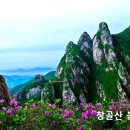1545 Daum카페