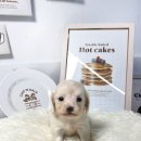 퓨어펫 강아지분양 고양이분양 울산점 이미지