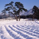 24절기의 스물한번째인 대설(大雪)[2025년 12월 07일(음:10월 18일) 일출 07시:32분.일몰17시 14분] 이미지