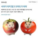 도마도 네이버블로그