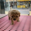 야옹아 멍멍해봐 강아지고양이 충남서산점 이미지