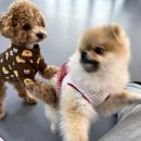 멜리애견유치원 이미지