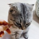 나도 고양이 생겼다 이미지
