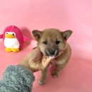 세명 동물병원 이미지