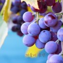 머루다래 이미지