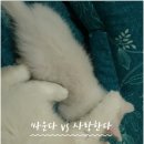 광주강아지분양 고양이분양 24시 데려가개본점 이미지