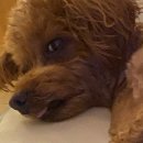 놀러왕왕왕 이미지