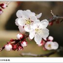 비발디사계 이미지