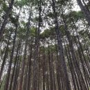 동백공원 산정 | 낙동정맥 25구간 양산 군지산(軍地山 운봉산 534.8m) 220326