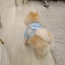 멍이댕이 이미지