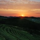 녹차향기 이미지