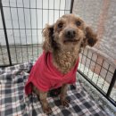 푸들사랑 | 사랑스러운 갈색 푸들 '나리' 입양 후기