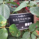 장미(202) (두푸트차우버84(Duftzauber 84) 이미지