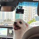 댕겨올개 이미지