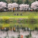 자전거 보유 1등 대전… 봄바람 따라 '벚꽃 라이딩' 이미지