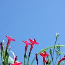 야생화 - 화성시 떡전골로 118-1 | 야생화
