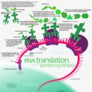 Re: 암세포 성장에서 DNA 전사인자 elF4E의 이해 - 항암제의 이해를 위한 기초 이미지