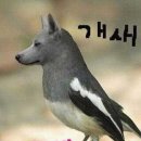 개새