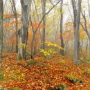 사진을 찍다 이미지