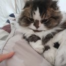 디디그루밍 이미지