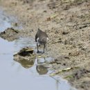 서산의 깝작도요(Common Sandpiper) 이미지