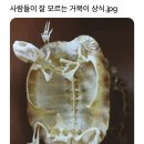 Turtle 이미지