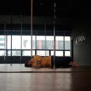 킬라그램콘서트 | 평강랜드 핑크뮬리 평화힙합콘서트 후기!