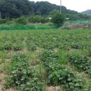 영진2농장 이미지