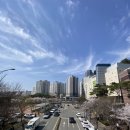 연세대학교 의과대학 용인세브란스병원 | 용인벚꽃명소 동백 호수공원 벚꽃구경 주차 꿀팁