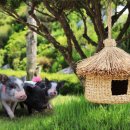 나라 축산 이미지