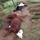 소들농장 이미지