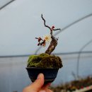 매화나무/ 매화송[梅花頌]- 신석초 이미지