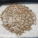 무안곤충농장 이미지