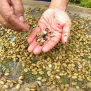 필리핀 아포산 자연산 시벳(사향) 커피 이미지