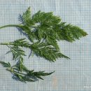 벌사상자Cnidium monnieri (L.)Cusson(미나리과 천궁속) 이미지