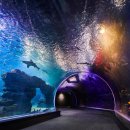 아쿠아 프랜즈 이미지