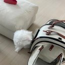 달고양이 | 바우펫 고양이 이동가방 추천 내돈내산 한달 후기 (ft.하우스)