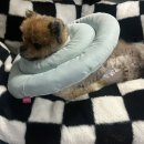 리버동물의료센터 이미지