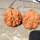 귀족호도 이미지