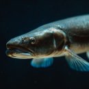 장어의힘 이미지