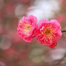 멀리가는 향기 이미지