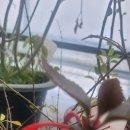 트리더마